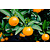 Orangenpflanzen - Citrus "Mitis" Calamondin - 3 Pflanzen