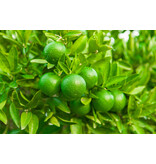Lime plants (Citrus "Aurantifolia") Fragrant Plants - Citrus Plants - Sunny Place - 3 Plants