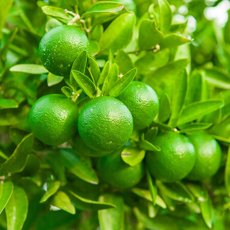 Lime plants (Citrus "Aurantifolia") Fragrant Plants - Citrus Plants - Sunny Place - 3 Plants