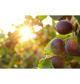 Fig Plants "Ficus Carica" - Mediterranean Plants - Sweet Fruits - 3 Plants