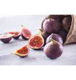 Feigenpflanzen "Ficus Carica" - Mediterrane Pflanzen - Süße Früchte - 3 Pflanzen