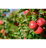 Apple tree - Malus Gala - 4 Pieces - Sweet Apple - Hand apple - Low stemmed