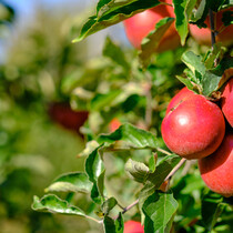 Appelboom - 'Malus Gala' - 4 Stuks - Zoete Appel