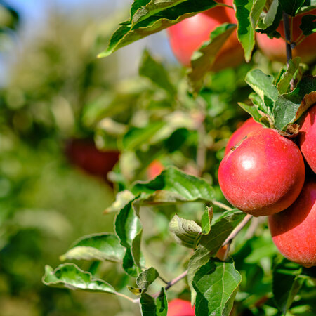 Apfelbaum - Malus Gala - 4 Stück - Süßer Apfel - Handapfel - Niederstämmig