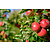 Appelboom - 'Malus Gala' - 4 Stuks - Zoete Appel