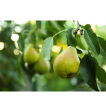 Perenboom - Pyrus Conference - 4 Stuks - Handpeer - Zelfbestuivend - Zoet En Sappig
