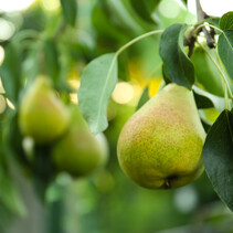 Perenboom - 'Pyrus Conference' - 4 Stuks - Handpeer