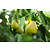 Perenboom - 'Pyrus Conference' - 4 Stuks - Handpeer
