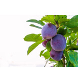 Pflaumenbaum 'Black Amber' - 4 Stück - Niedriger Stamm - Selbstbestäubend