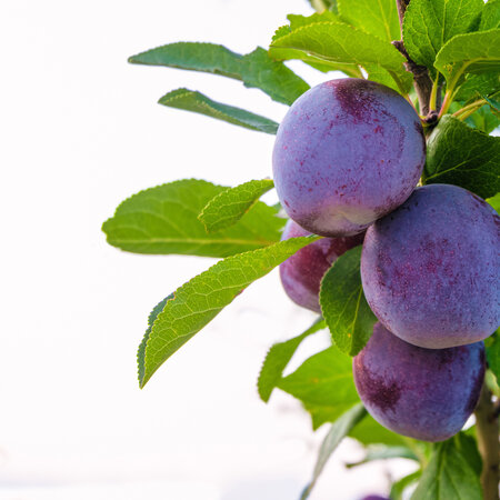 Plum tree 'Black Amber' - 4 Pieces - Low stem - Self-pollinating