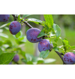 Plum tree 'Black Amber' - 4 Pieces - Low stem - Self-pollinating