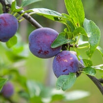 Plum tree 'Black Amber' - 4 Pieces