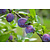 Plum tree 'Black Amber' - 4 Pieces