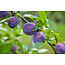 Pruimenboom 'Black Amber' - 4 Stuks - Laagstam - Zelfbestuivend