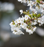 Kirschbaum 'Prunus Sylvia' - 4 Stück - Süß - Niederstämmig - Selbstbefruchtend