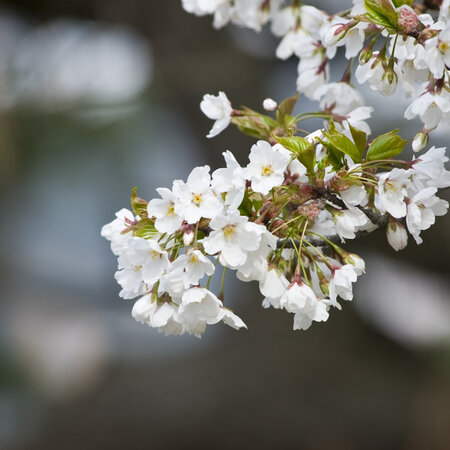Cherry tree 'Prunus Sylvia' - 4 Pieces - Sweet - Low stem - Self-pollinating
