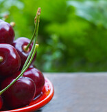 Kersenboom 'Prunus Sylvia' - 4 Stuks - Zoet - Laagstam - Zelfbestuivend