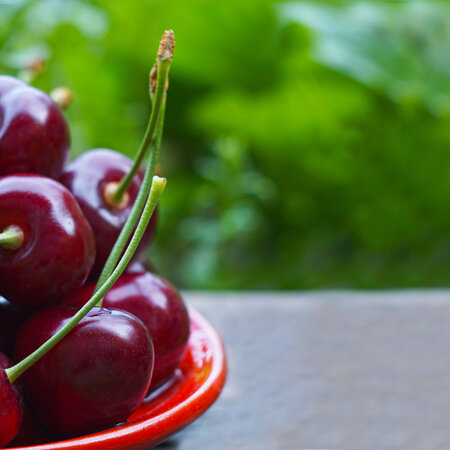Kirschbaum 'Prunus Sylvia' - 4 Stück - Süß - Niederstämmig - Selbstbefruchtend