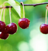 Kirschbaum 'Prunus Sylvia' - 4 Stück - Süß - Niederstämmig - Selbstbefruchtend