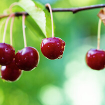 Cherry tree 'Prunus Sylvia' - 4 Pieces - Sweet Cherry