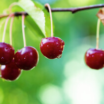 Kirschbaum 'Prunus Sylvia' - 4 Stück - Süßkirsche