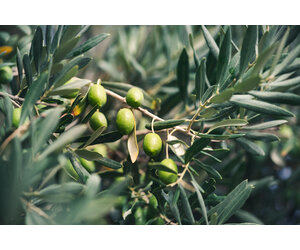 Olea Europa - Europischer Olivenbaum - Winterhart - Mittelmeeranbau -  Olivenl | Garden Select