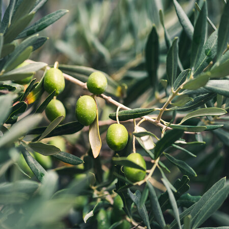Europese Olijfboom (Olea Europa) - Winterhard - Middellandse Zeegebied Geteeld - Olijfolie - 10 Zaden