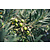Europese Olijfboom (Olea Europa) - 10 Zaden