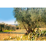 Europese Olijfboom (Olea Europa) - Winterhard - Middellandse Zeegebied Geteeld - Olijfolie - 10 Zaden