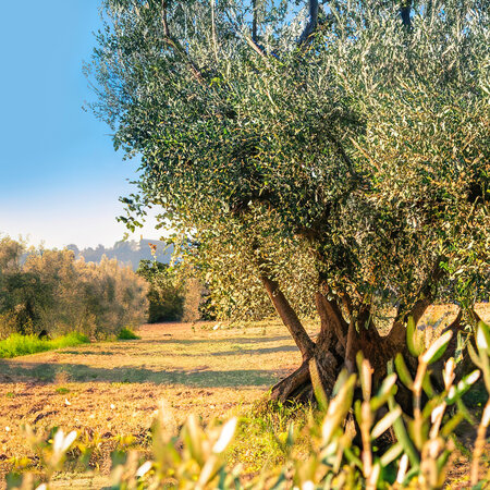 European Olive Tree (Olea Europa) - Hardy - Mediterranean Grown - Olive oil - 10 Zaden