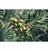 Olive trees (European) 3 Plants - evergreen - Terrace / Garden plant