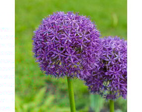 Allium (Ornamental Onions)