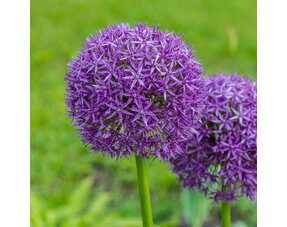 Allium (Sieruien)