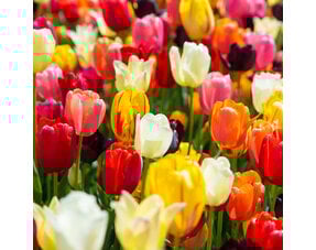 Tulips