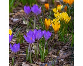 Crocuses