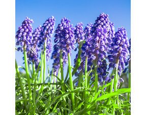 Muscari (Blue Grapes)
