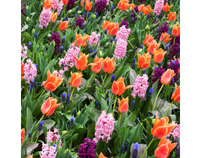 Gemischte Blumenzwiebeln