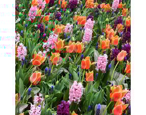 Mixed Flower Bulbs