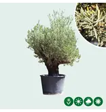 Olivenbaum Verdial 175 - 225 cm - Alten Olivenbaum kaufen? Garden Select