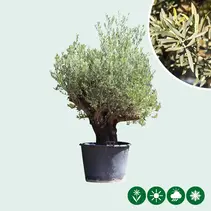 Olive tree Verdial 175 - 225 cm