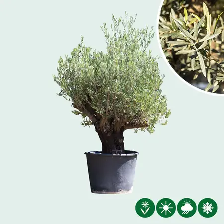 Olive Tree Verdial 175 - 225 cm - Buy an Old Olive Tree? Garden Select