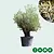 Olive tree Verdial 175 - 225 cm