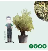 Olijfboom Verdial 175 - 225 cm - Oude Olijfboom Kopen? Garden Select