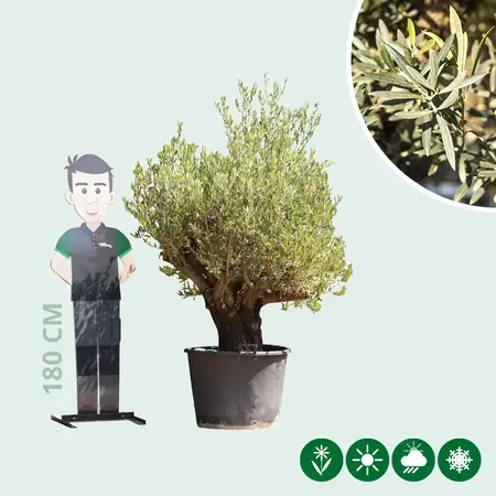 Olivenbaum Verdial 175 - 225 cm - Alten Olivenbaum kaufen? Garden Select