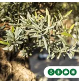 Olivenbaum Verdial 175 - 225 cm - Alten Olivenbaum kaufen? Garden Select