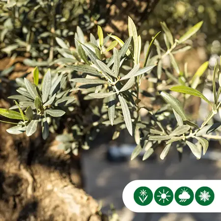 Olivenbaum Verdial 175 - 225 cm - Alten Olivenbaum kaufen? Garden Select