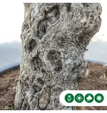 Olive Tree Verdial 175 - 225 cm - Buy an Old Olive Tree? Garden Select