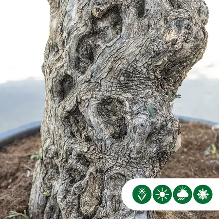 Olive Tree Verdial 175 - 225 cm - Buy an Old Olive Tree? Garden Select