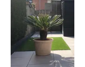 Palmbomen en Mediterrane Bomen