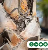 Hardy Mexican palm tree for your garden? Free shipping